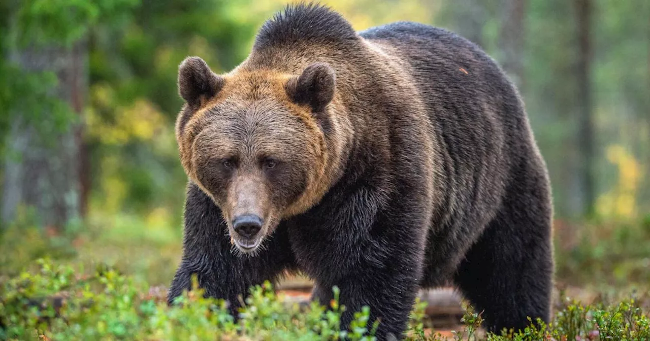 Slowakei: Braunbär verletzt zwei Wanderer