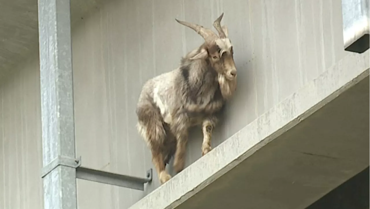 Capra americana di montagna salvata da un ponte a Kansas City