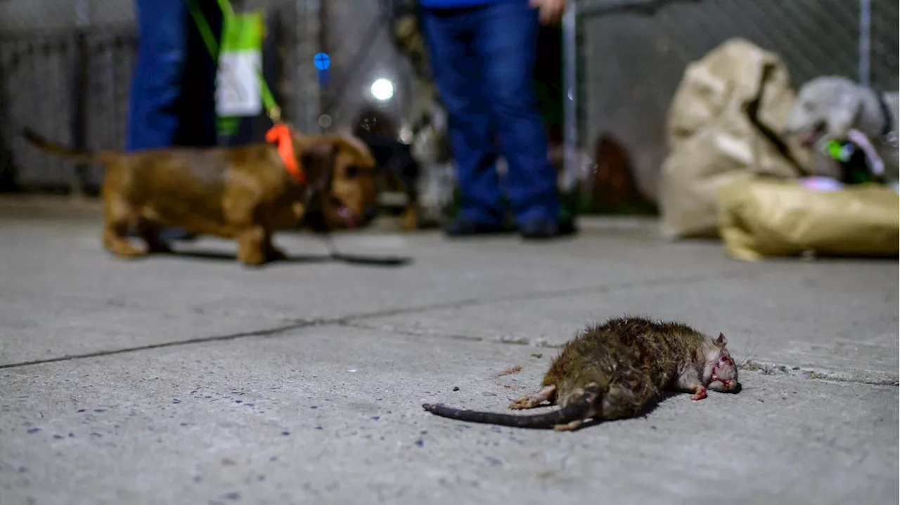 À New York, les rats à deux doigts d’avoir plus accès à la pilule que certaines Américaines