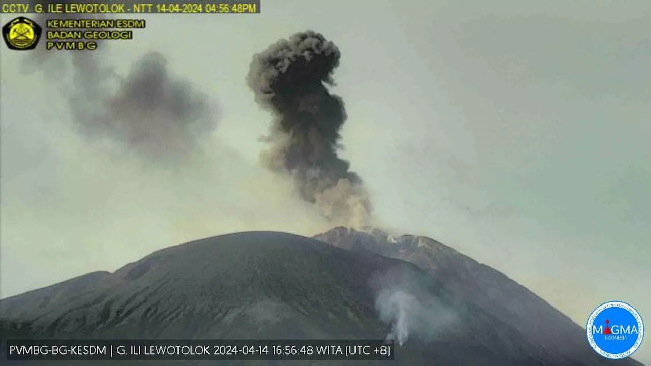 Gunung Ili Lewotolok Meletus 43 Kali pada Senin Pagi 15 April 2024