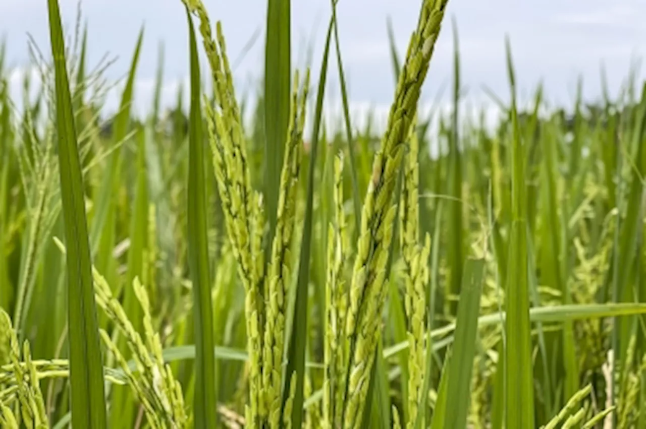 Agriculture ministry will not protect quarters involved in rice, paddy cartel, says Mat Sabu