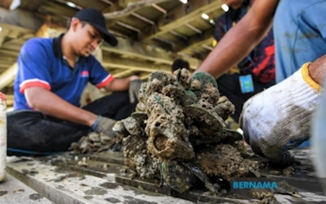 Contaminated mussels: Second sample from Port Dickson still found with biotoxins above safe limit