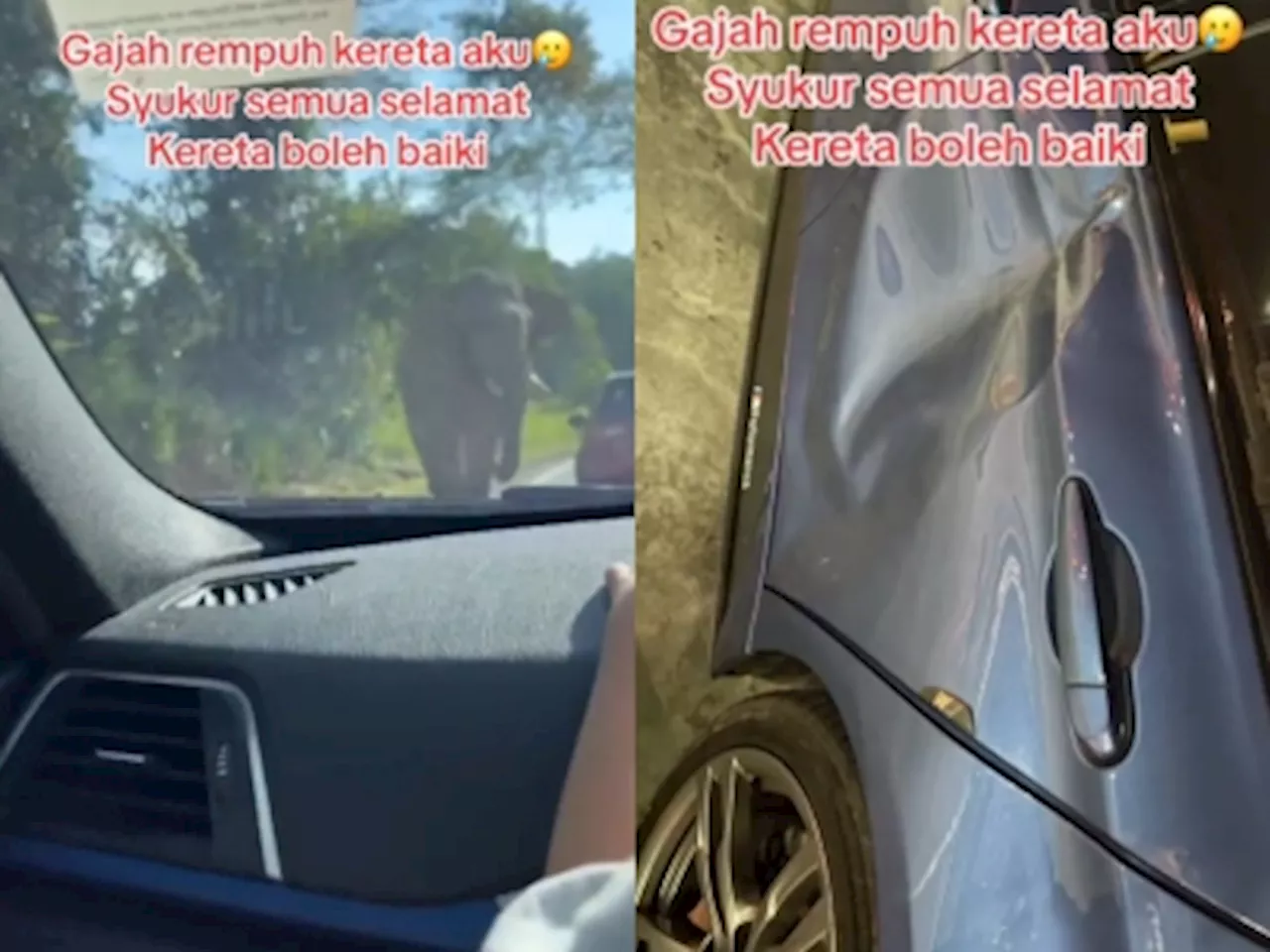 Family car shoved by passing elephant following encounter at Gerik-Jeli route (VIDEO)