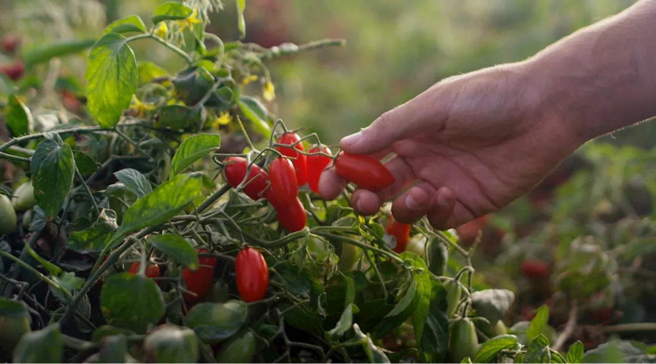 Aumenta la produzione di pomodoro fresco a Venturina Terme