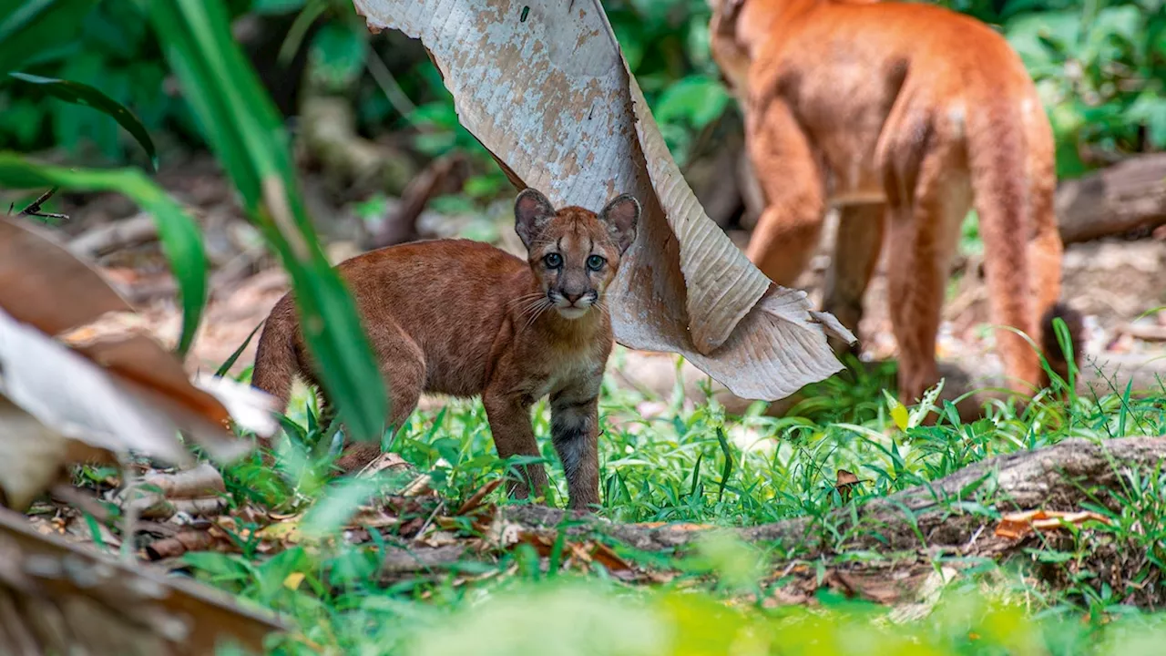 How citizen science projects are safeguarding wildlife in Costa Rican rainforests