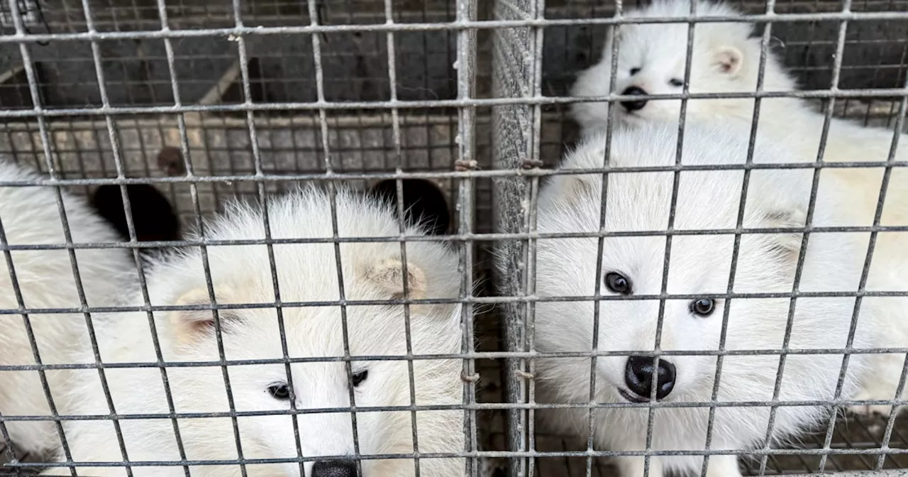 Investigation Finds High Risk of Disease Transmission from Fur Farms in China