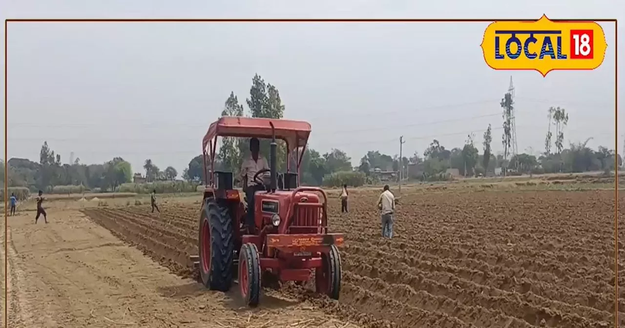 गेहूं की कटाई के बाद खाली पड़े खेत में करें यह खेती, कम लागत में मिलेगा मोटा मुनाफा, बन जाएंगे मालामाल