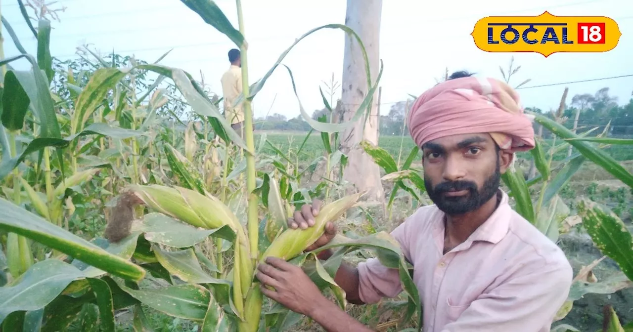 बेहद मुनाफे वाली है यह खेती, यूपी का किसान हो गया मालामाल, कम लागत में कमा रहा लाखों