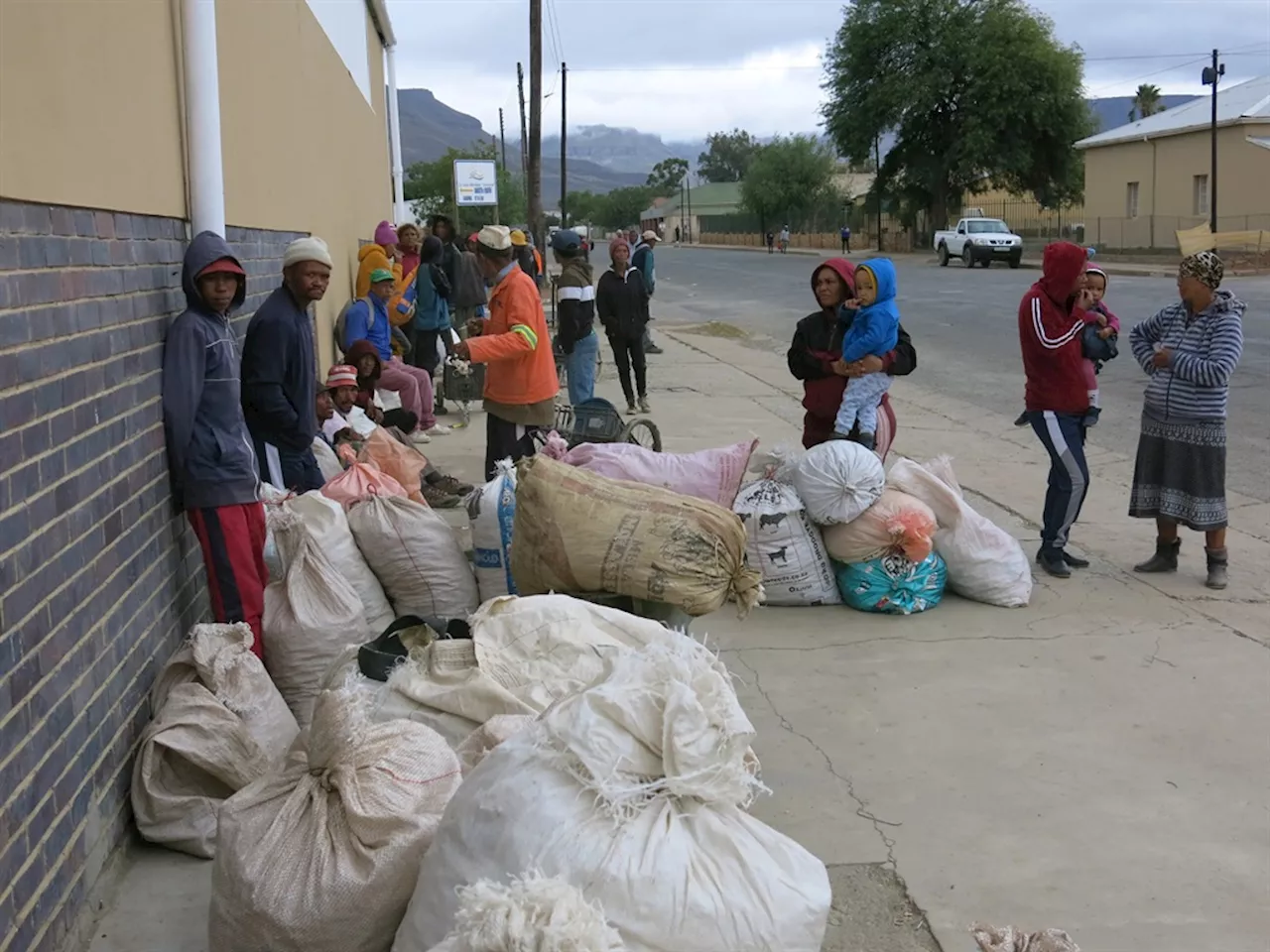 How a Northern Cape village turned an alien tree into superfood coffee