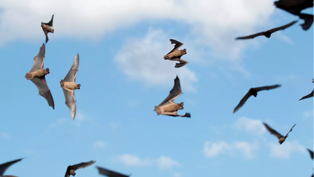 Austin group swoops in to save endangered bats trapped in San Antonio apartment complex