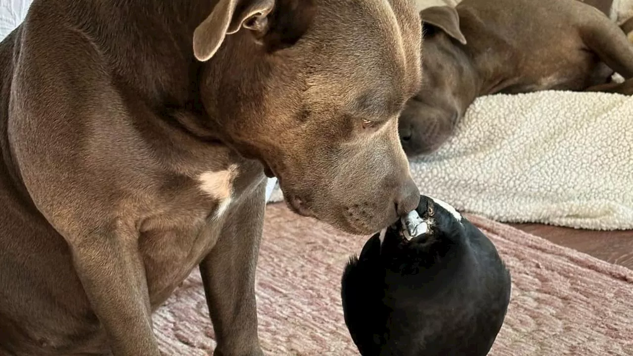 Molly the magpie reunited with best friend