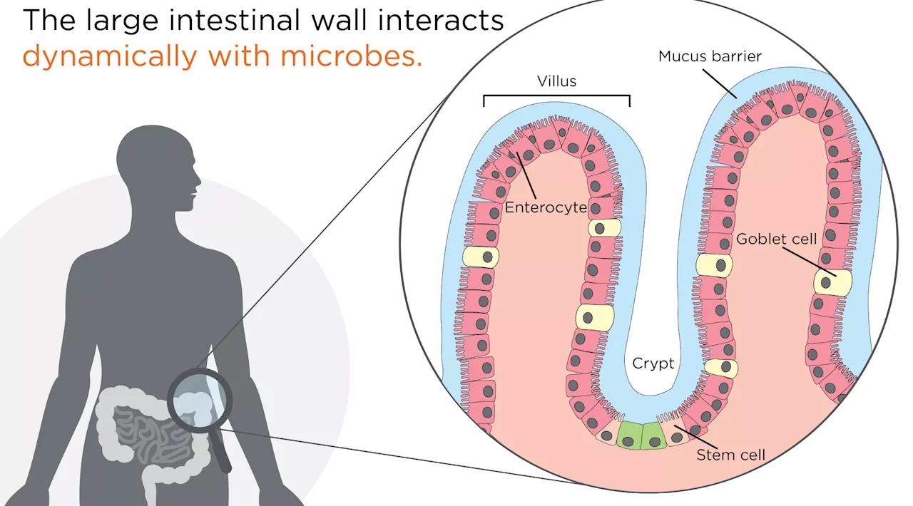 Can studying the microbiome help with cancer research?