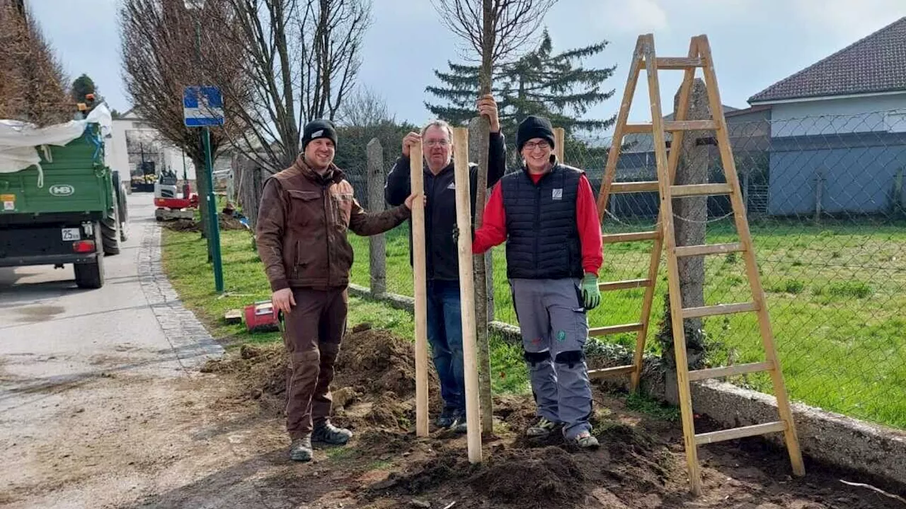 Zusätzliche Bäume für Au am Leithaberge