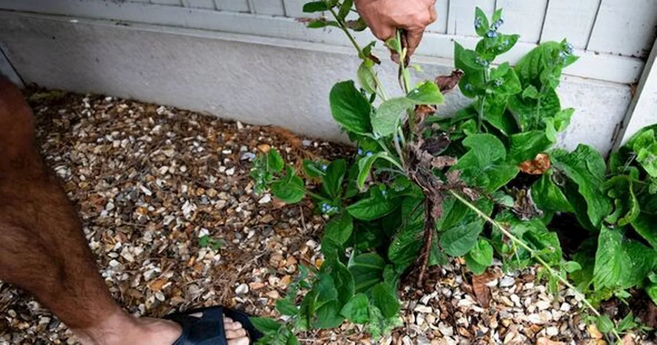 Natural Solution for Removing Weeds in Gravel