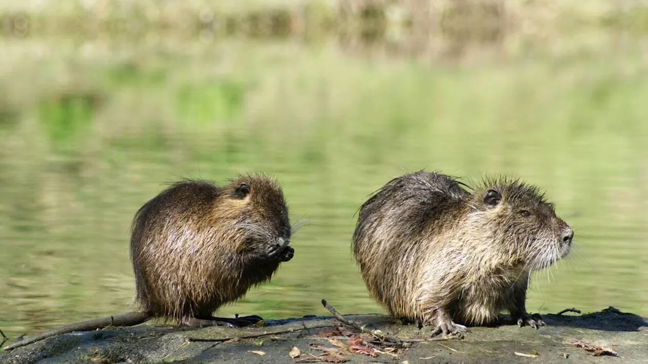 Le bilan de la lutte contre les espèces exotiques envahissantes dressé à Saint-André-des-Eaux