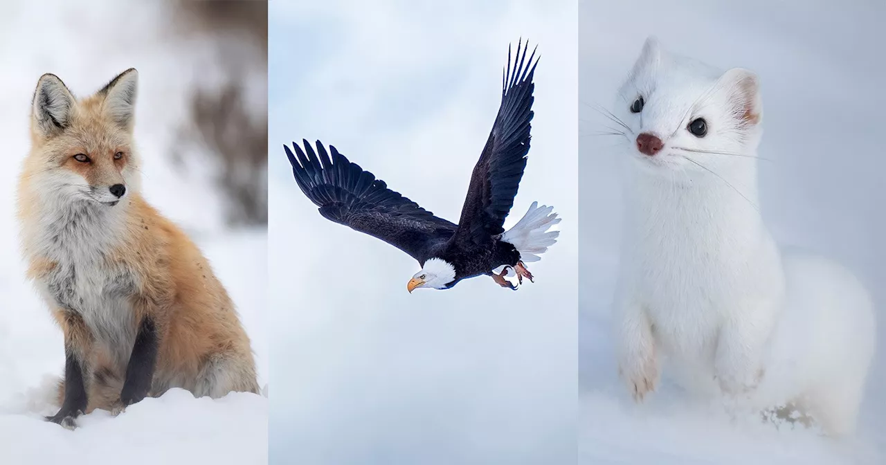 Photographing the Winter Wildlife of Yellowstone