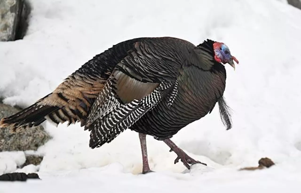 Wild Turkey Breaks into Quebec Long-Term Care Home