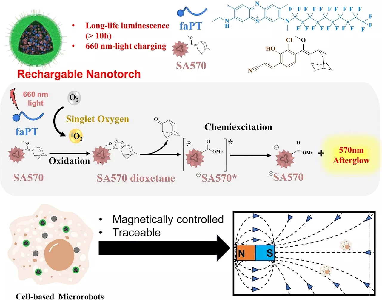 A rechargeable nanotorch: Afterglow luminescence imaging tracks cell-based microrobots in real time