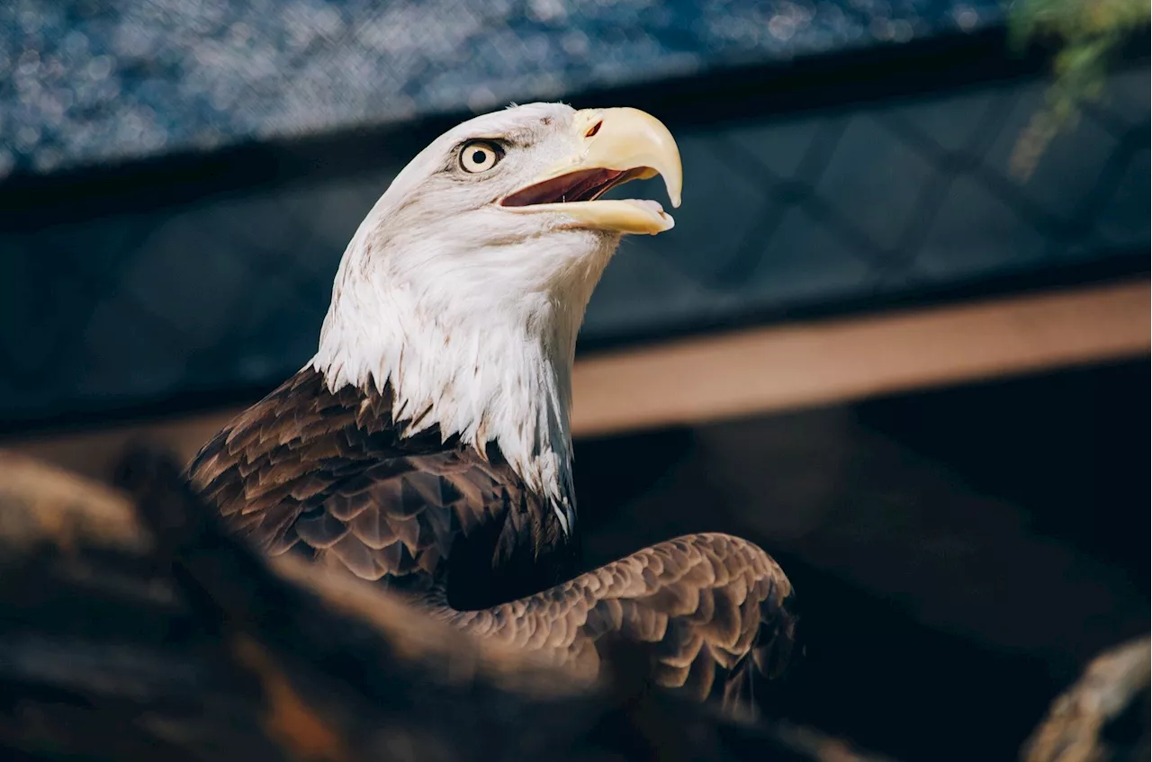 Could a bald eagle and a winery block a proposed rock quarry along the Boise River?