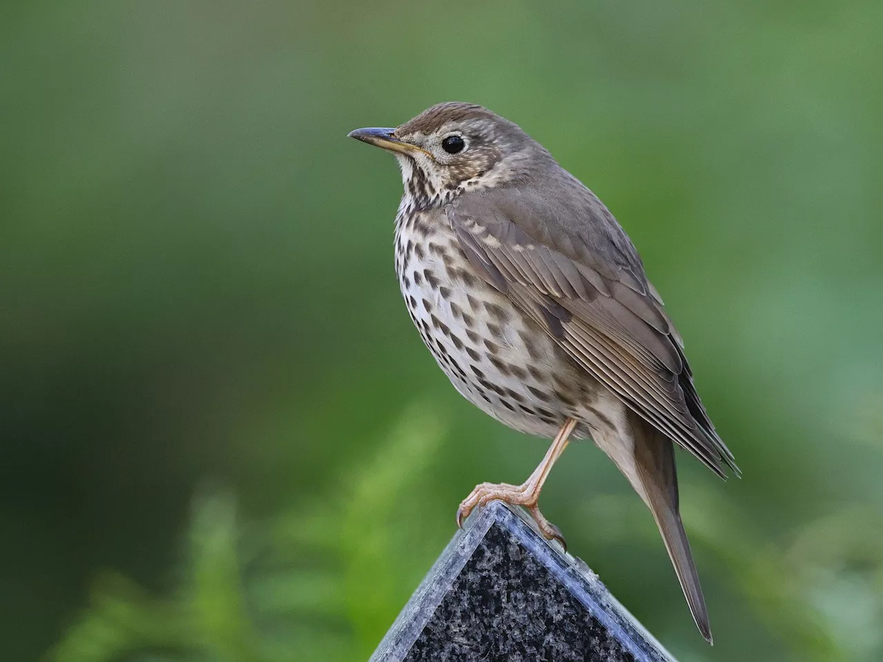 New research highlights effects of gentrification on urban wildlife populations