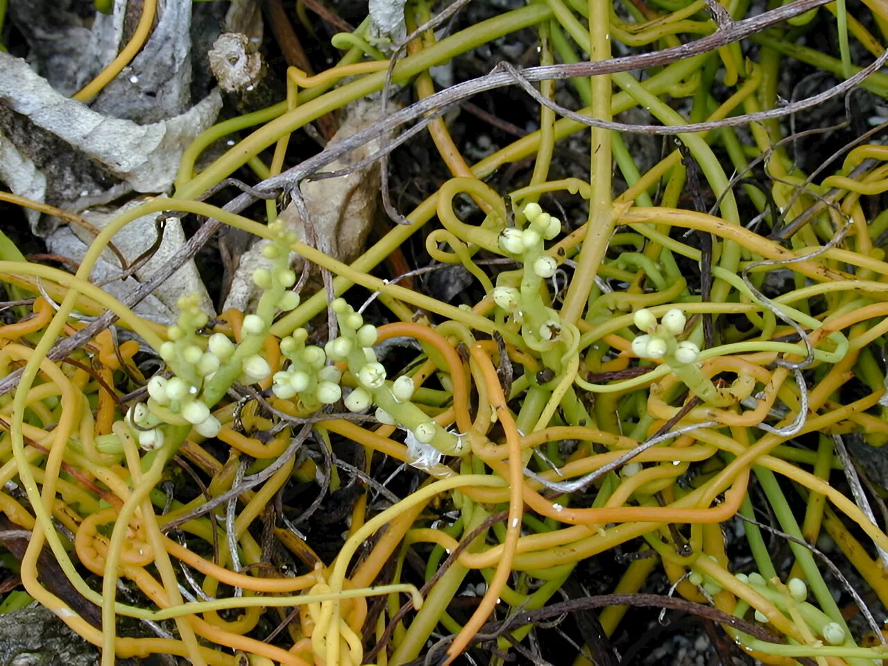 Researchers clarify cryptic differentiation within enigmatic hemiparasitic love vine Cassytha filiformis