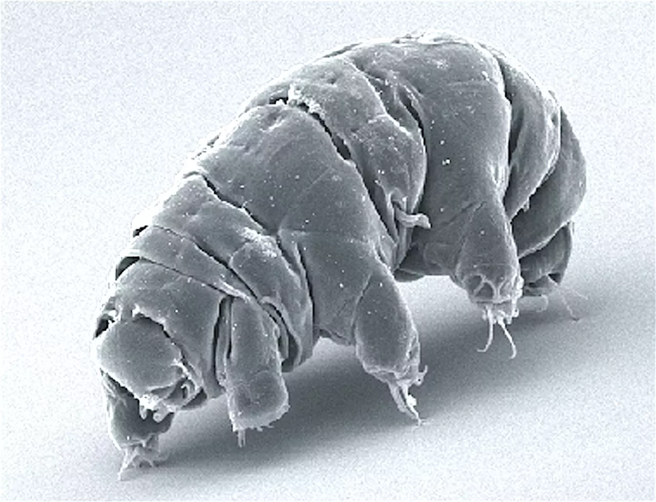 Physics News: Researchers Discover New Clues To How Tardigrades Can ...