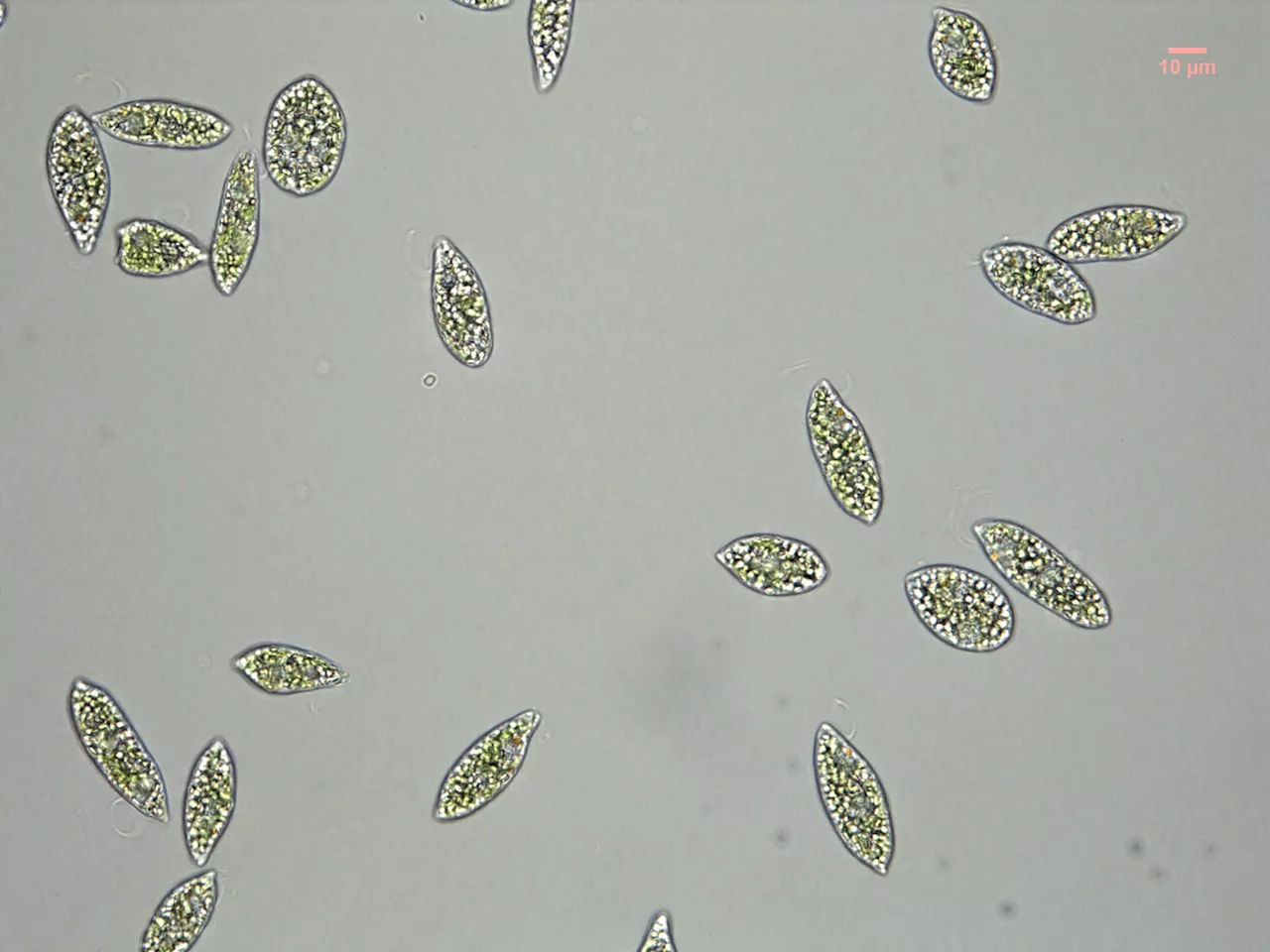 Scientists explore method to increase growth and carotenoid content ratio of edible microalga