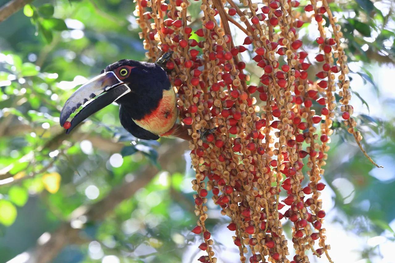 Tropical forests can't recover naturally without fruit eating birds, carbon recovery study shows