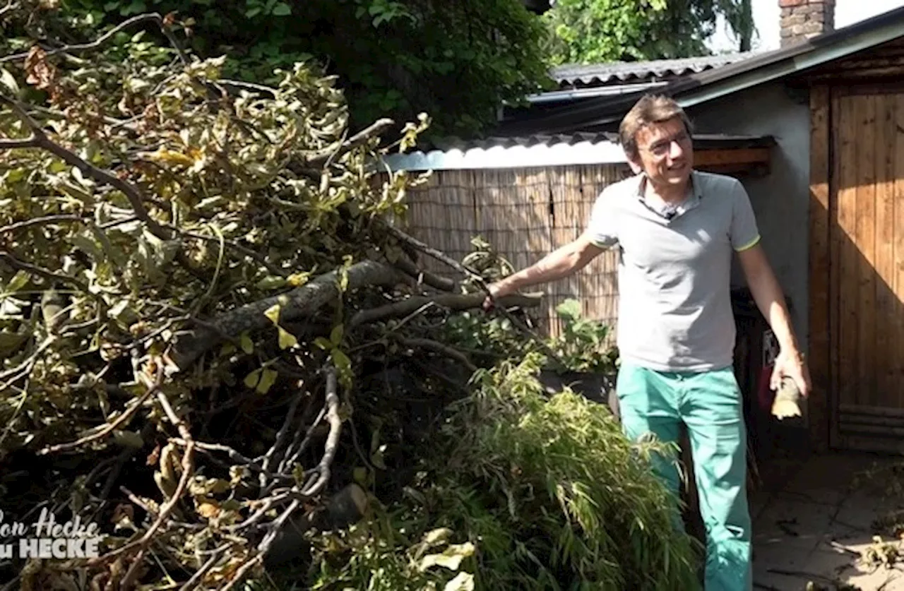 Diese Woche bei 'Von Hecke zu Hecke - Bunte Beetgeschichten': Sturmtief sorgt für Verwüstung in der...