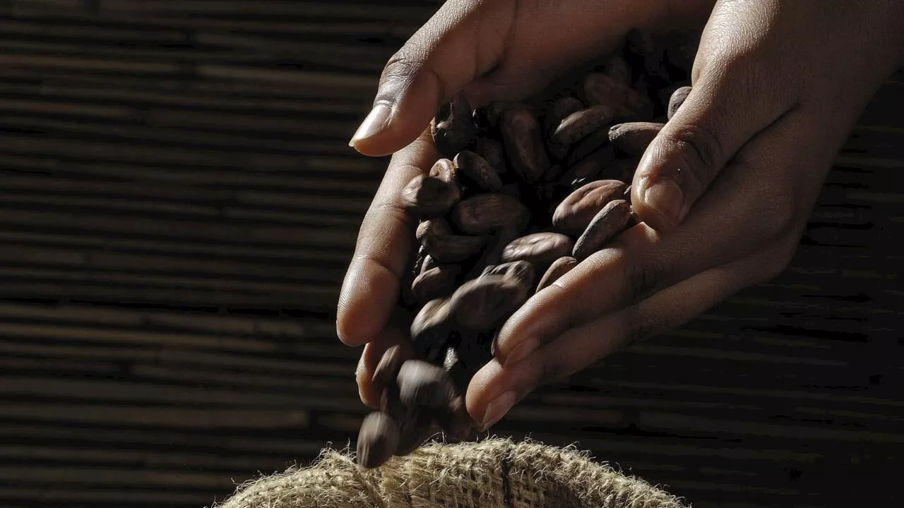 Chronique des matières premières - La fève camerounaise profite de l'explosion des prix du cacao