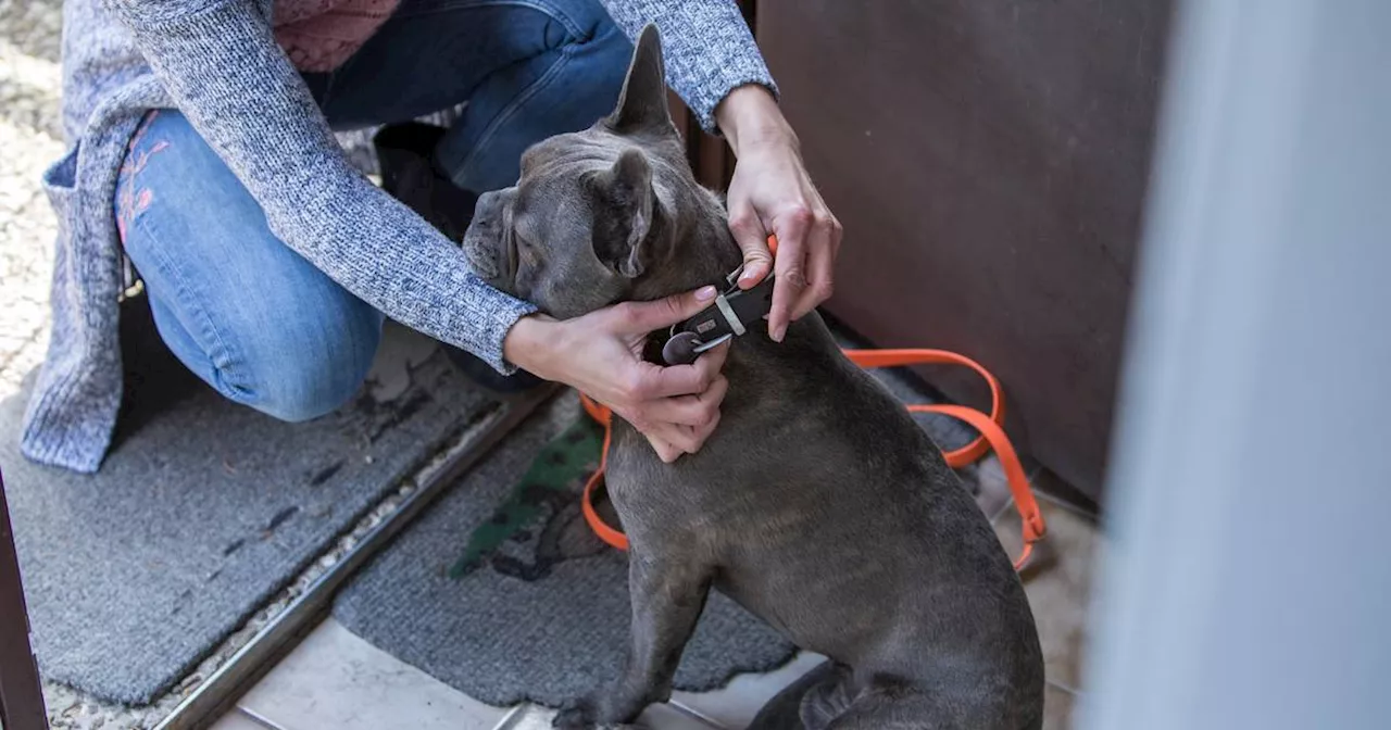 Rechtssprechung: Wer bekommt nach einer Trennung den Hund?​