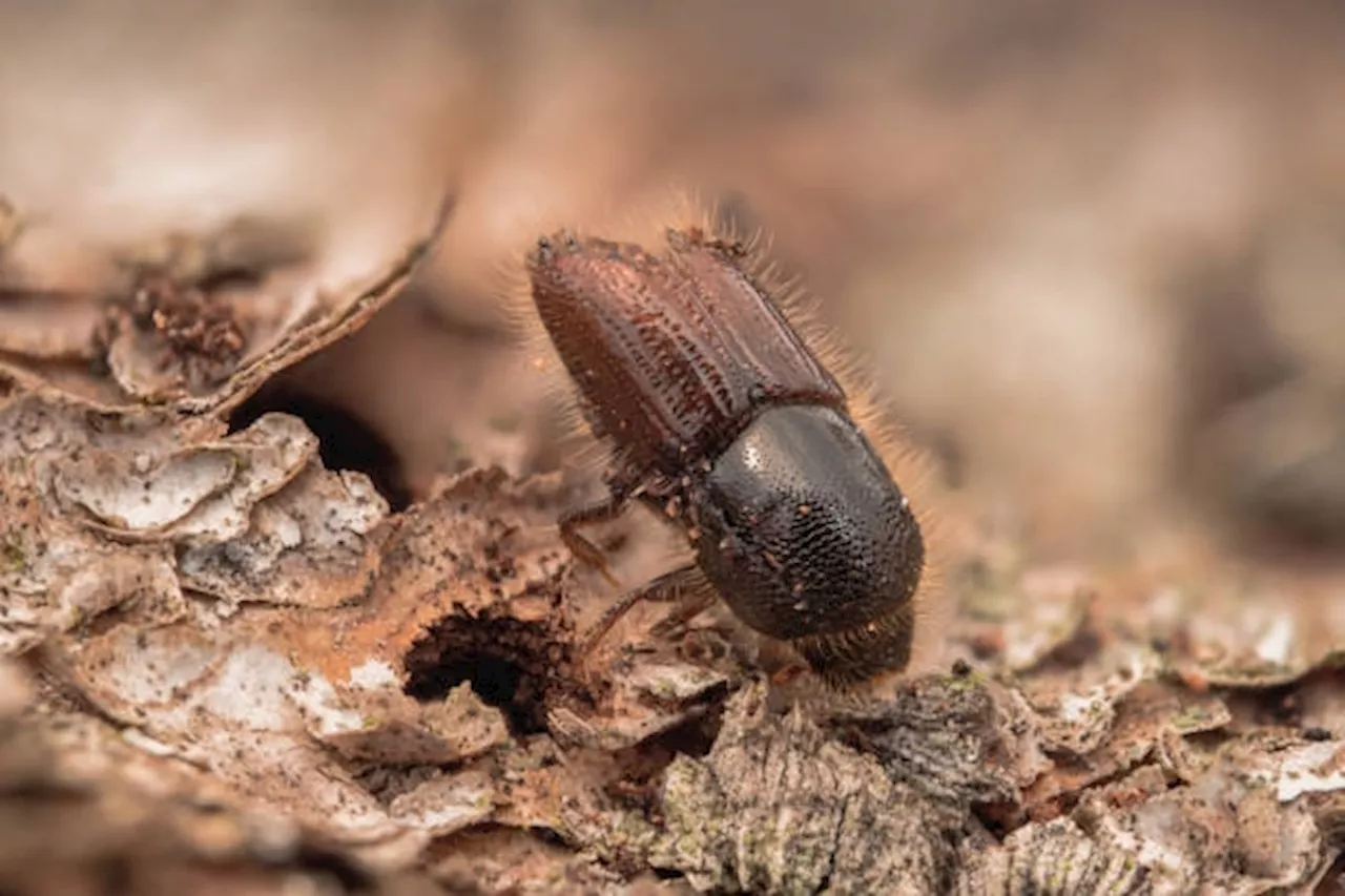 Environnement : qu'est-ce que les scolytes, qui ravagent les forêts françaises