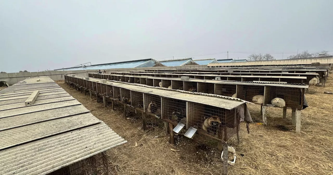 High risk of animal-to-human diseases developing in some China fur farms, animal protection group says