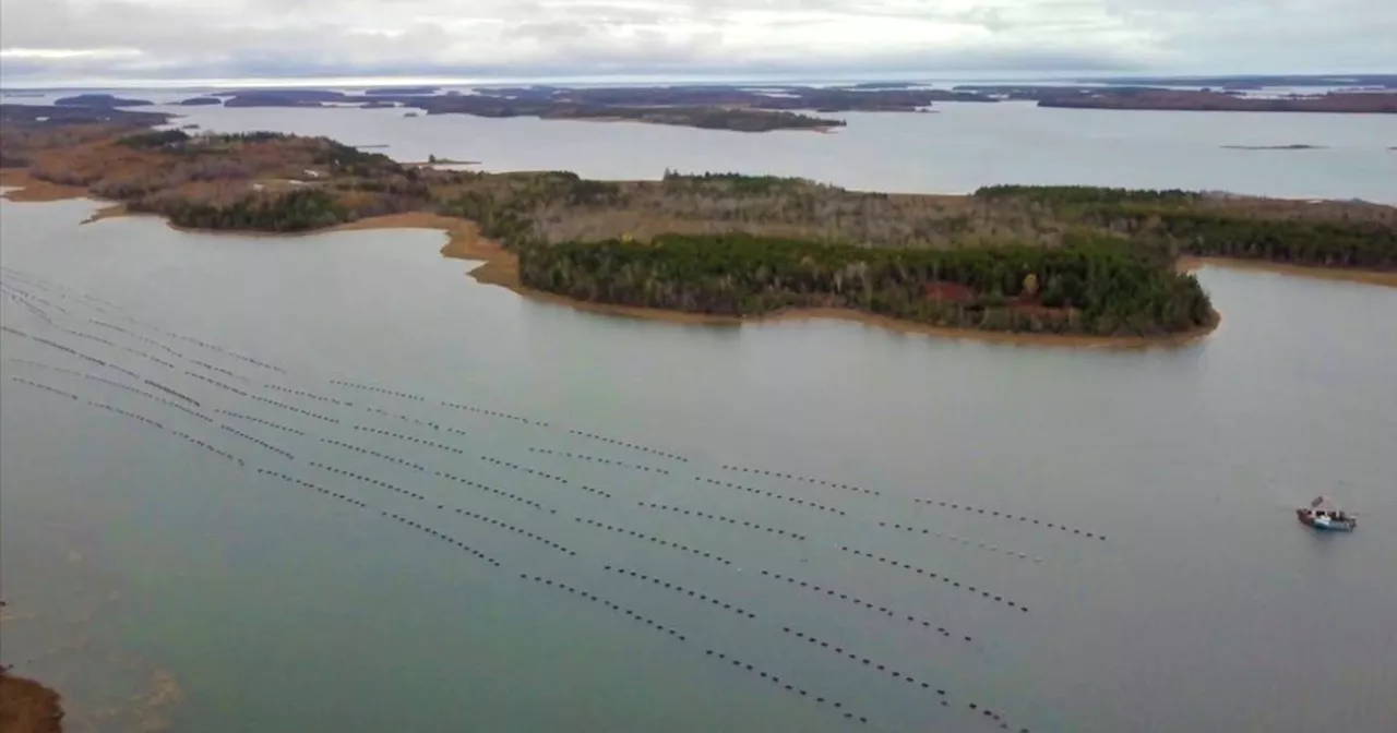 Six sites in Lobster Bay and Pubnico Harbour pre-approved for aquaculture development