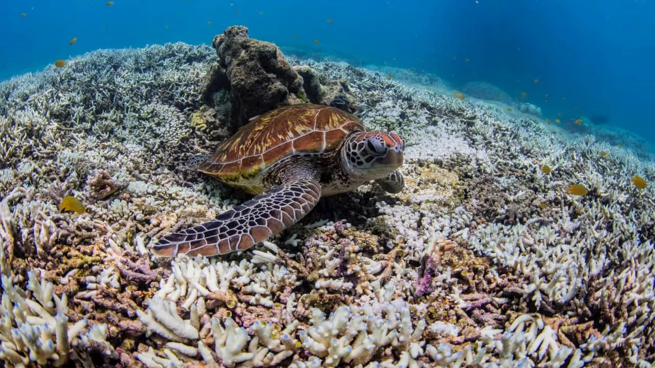 Coral reefs from Australia to Florida in grip of fourth mass bleaching event, scientists say