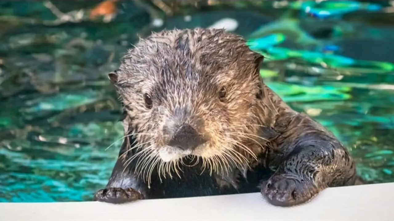 Surrogate mothers helping sea otters pups return to the wild