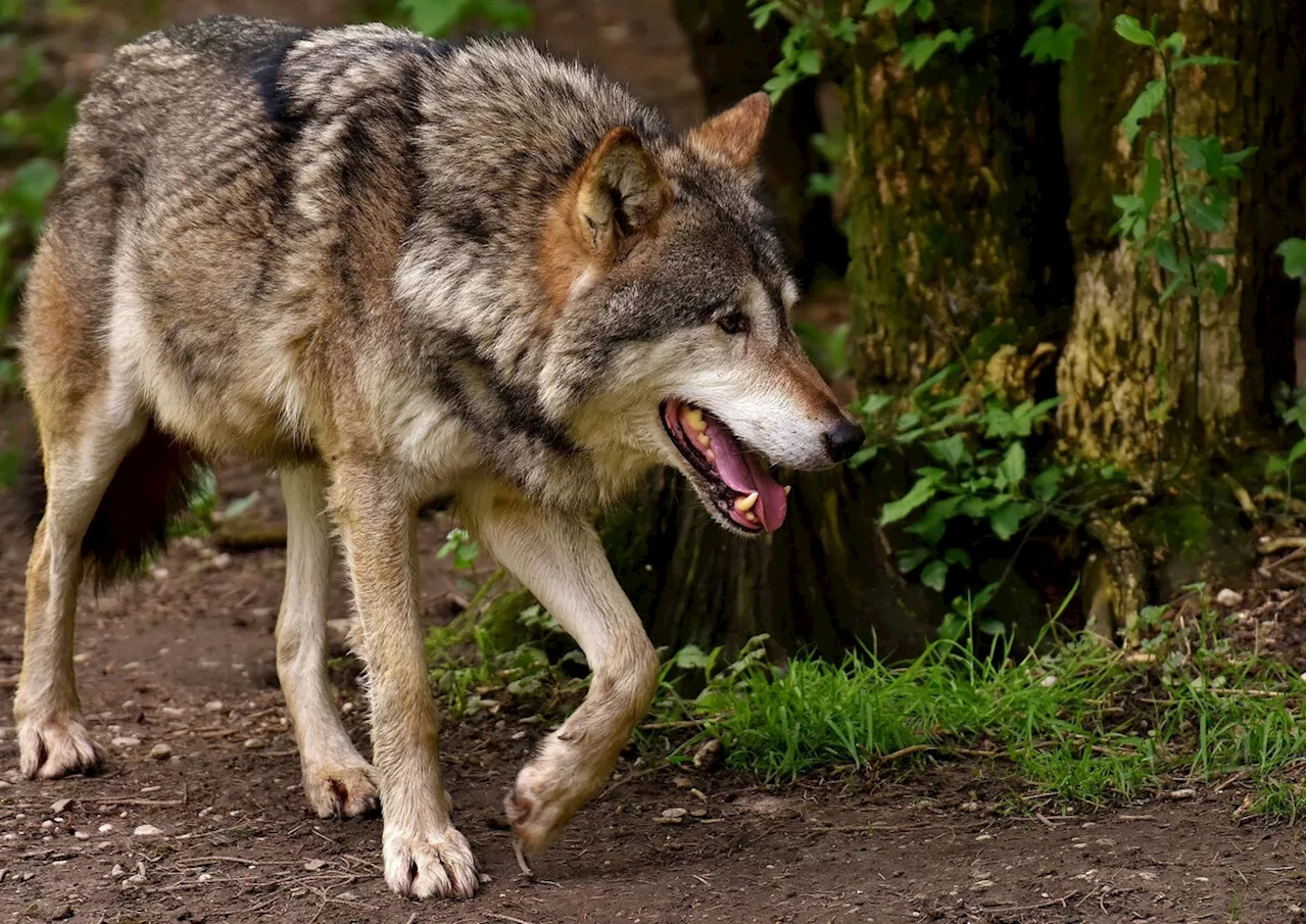 Appenzeller entscheiden über Wolfs-Massnahmen