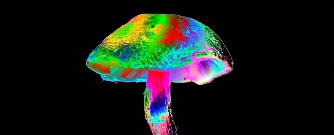 The Complex Relationship Between Psychedelics and Personality Disorders