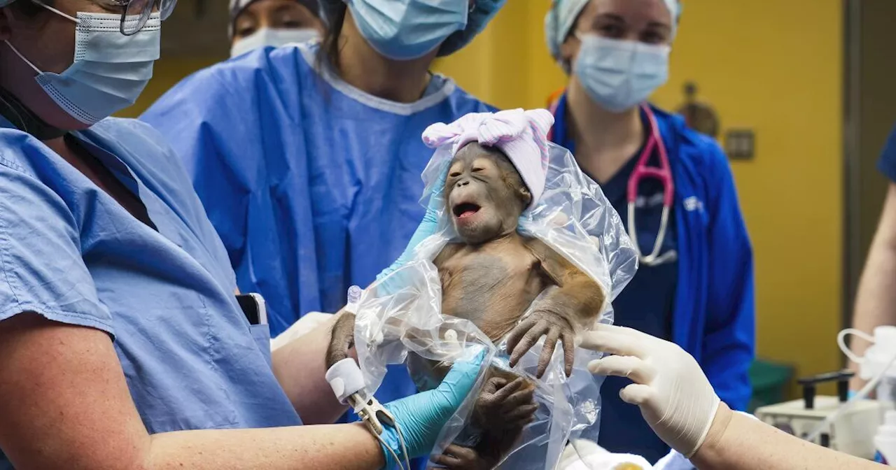 Endangered Bornean Orangutan Baby Born at Busch Gardens Tampa Bay