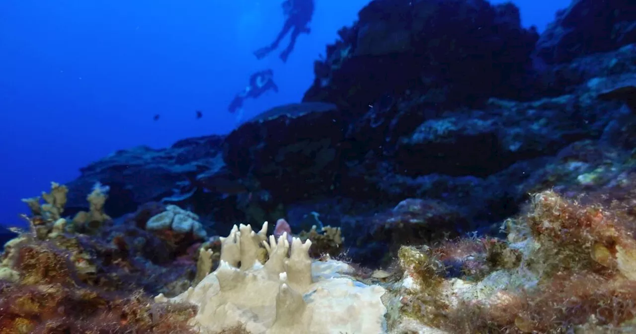 Scientists say coral reefs around the world are experiencing mass bleaching in warming oceans