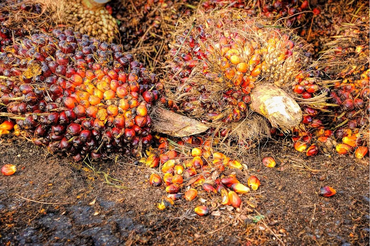 Malaysia's palm oil stocks fall to 10-month low as exports surge