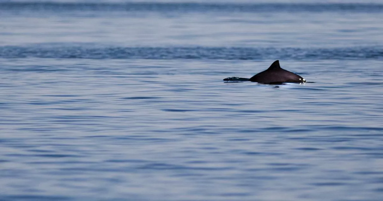 Naturskyddsföreningen överklagar utbyggnaden av Norra hamnen