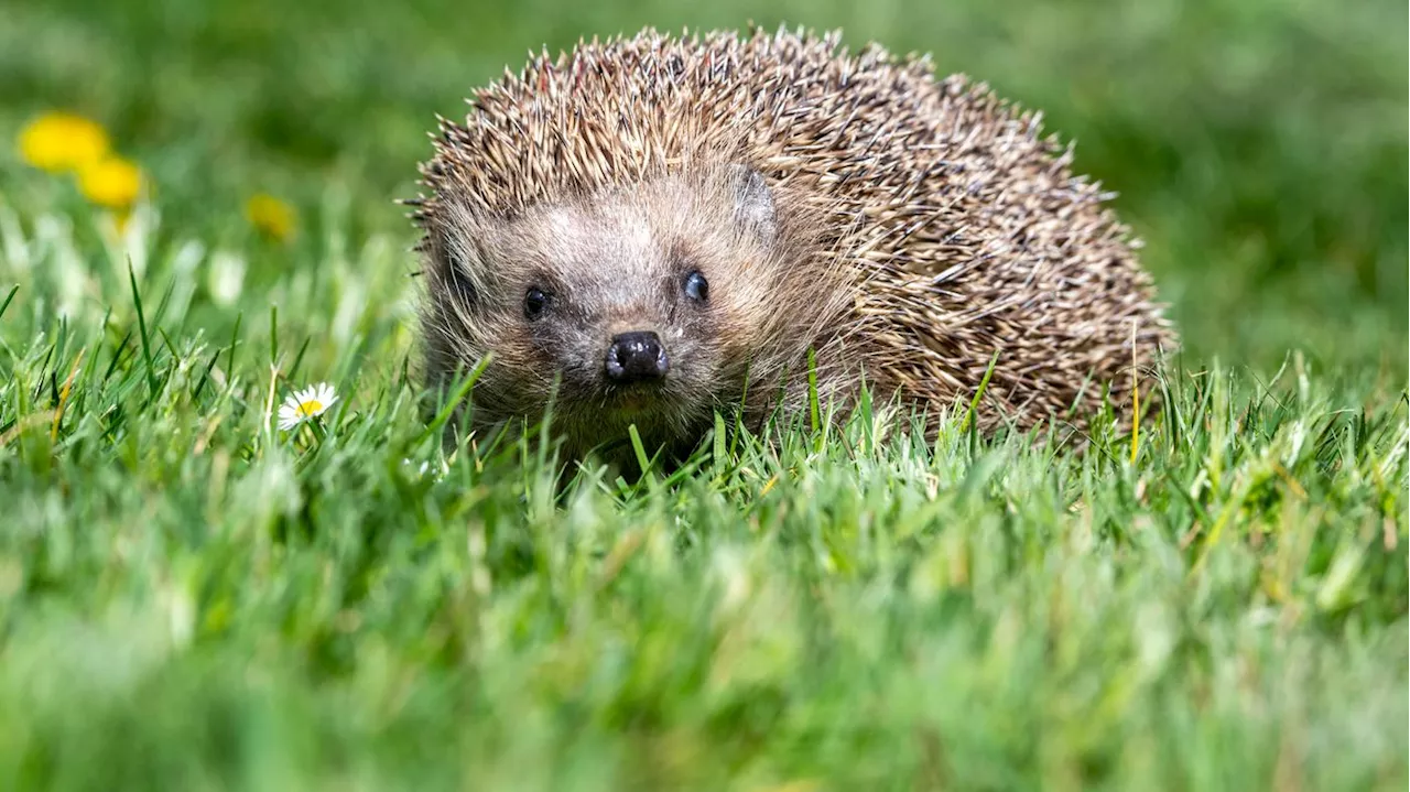 Eines der ältesten Säugetiere der Erde: Der Igel ist das Wildtier des Jahres 2024