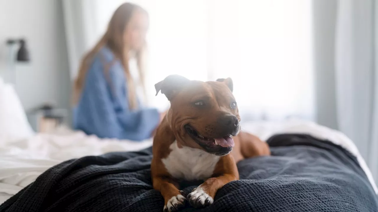 The Struggle of Loving Your Dog and Your Partner Simultaneously