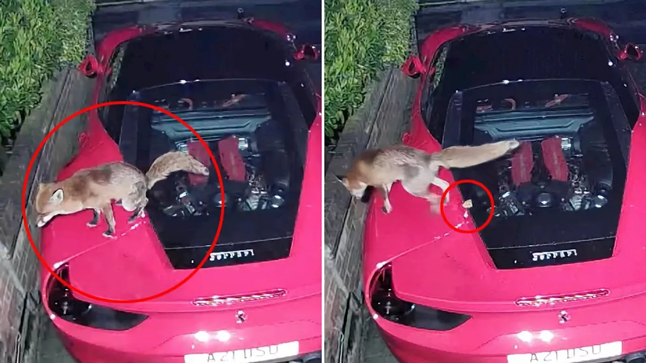 Fox Climbs on £200,000 Ferrari and Pooes on it