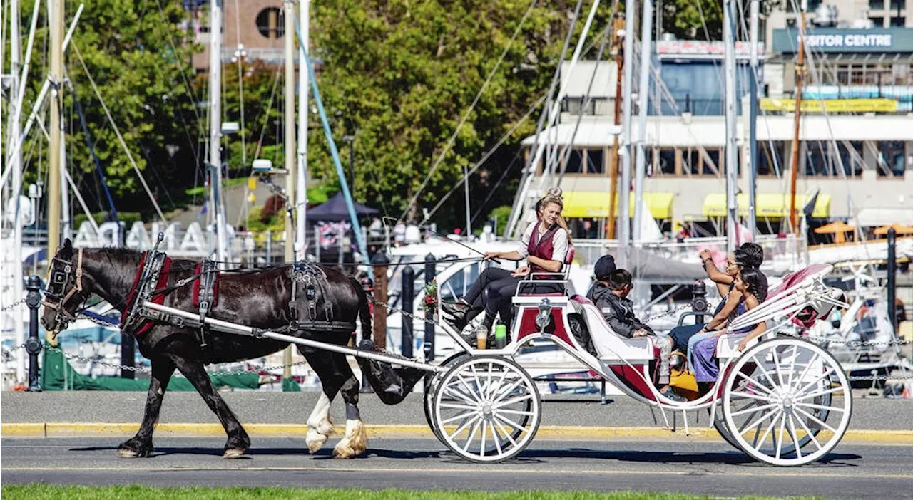 Carriage horse's fall in James Bay stemmed from harness malfunction: owner