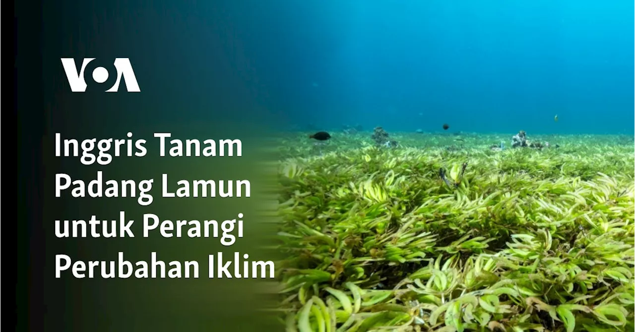 Inggris Tanam Padang Lamun untuk Perangi Perubahan Iklim