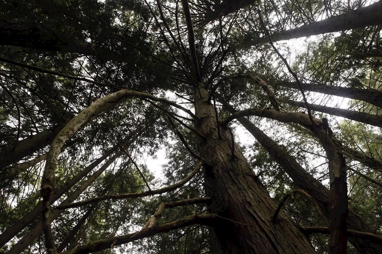 British Columbia Celebrates Planting 10 Billion Seedlings for Reforestation