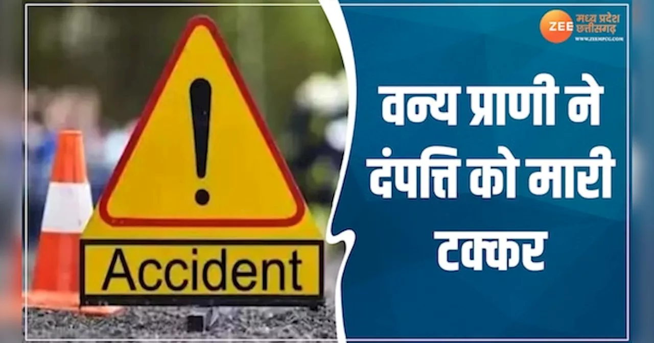 Betul News: बाइक से टकराया वन्य प्राणी! दंपत्ति गंभीर रूप से घायल, हेलमेट ने बचाई जान