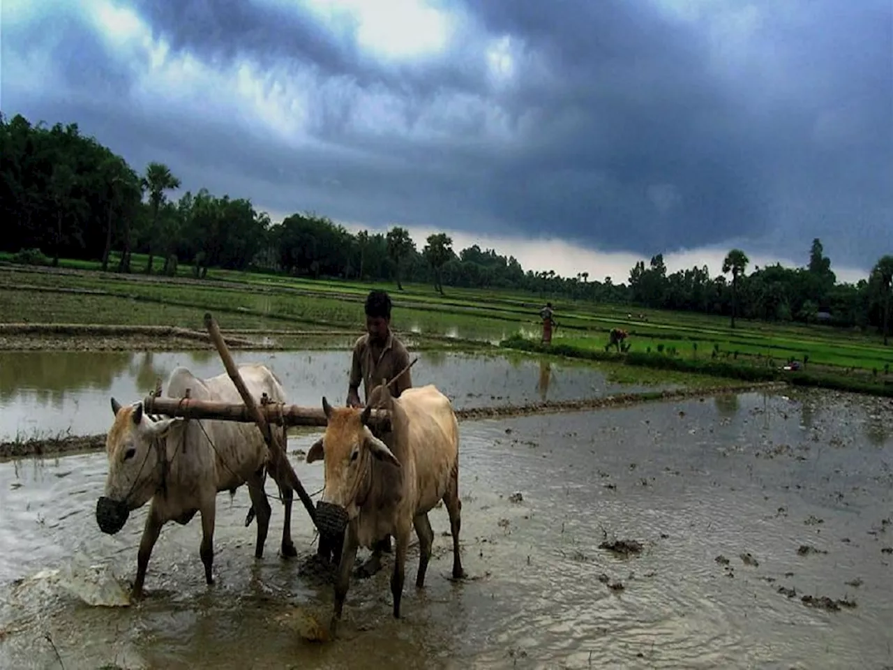 Monsoon 2024 : बळीराजासाठी आनंदाची बातमी! यंदा वरुणराजा सरासरीहून अधिक बरसणार.. IMDची माहिती